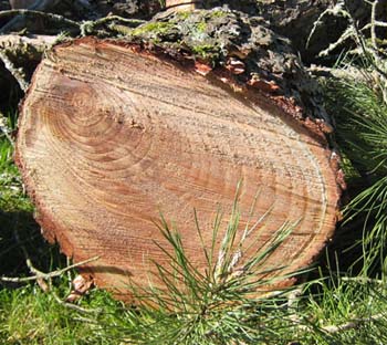 Life science activity, Tree Rings, Photo by Myrna Martin