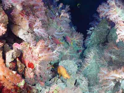 Abundant life is found on the summit of a seamount near Guam, NOAA