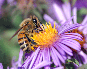 Honey bee pollinating flowers
