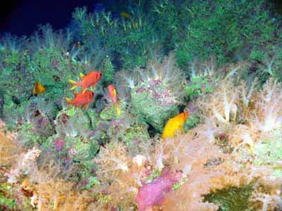 The Aquarium is at the summit of a seamount near Guam