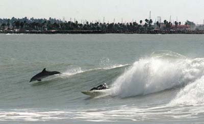 Wave surfer and dolphin near Surfer's Point in Ventura on February 28, 2010. Photo by Tim Hanson